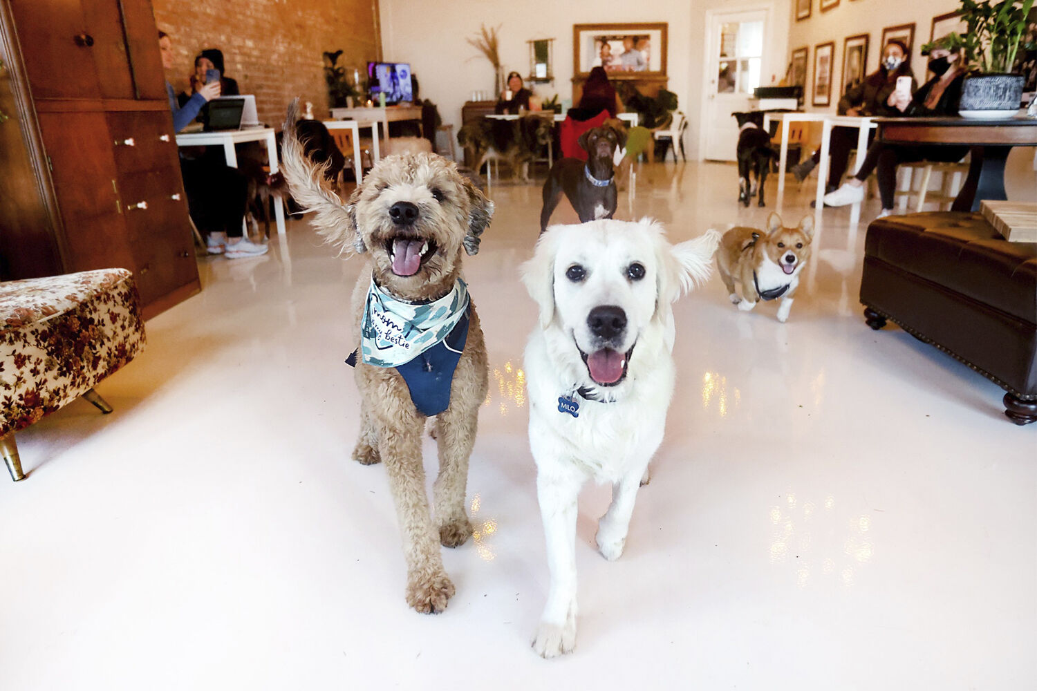 Zoomies Pet Cafe